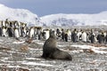 A young fur seal poses in front of a colony of king penguins