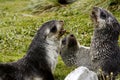 Young Fur Seals