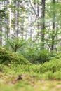 young fur trees in the forest Royalty Free Stock Photo