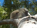 furry Koala holding tight to gum tree Royalty Free Stock Photo