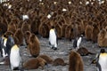 Group of young and adult King Penguins on South Georgia Island Royalty Free Stock Photo