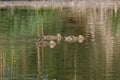 Young gadwall duck