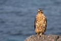 Young Galapagos Hawk Royalty Free Stock Photo