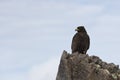 Young Galapagos hawk