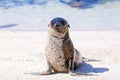 Young Galapagos sea lion at the beach on Espanola Island, Galapagos National park, Ecuador