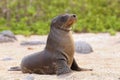 Young Galapagos sea lion on the beach on North Seymour Island, G Royalty Free Stock Photo