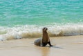 Young Galapagos Sea Lion, Galapagos Islands, Ecuador