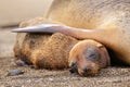 Young Galapagos sea lion lying with mother on Santiago Island, G