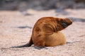 Young Galapagos sea lion on North Seymour Island, Galapagos National Park, Ecuador