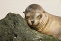 Young Galapagos Sea Lion  resting its head on a rock Royalty Free Stock Photo