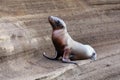 Young Galapagos sea lion on Santiago Island, Galapagos National