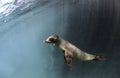 Young Galapagos sea lion Zalophus wollebaeki underwater Royalty Free Stock Photo