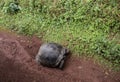 Tortoises have right of way, Isla Santa Cruz, Galapagos, Ecuador Royalty Free Stock Photo