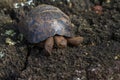 Young Galapagos Tortoise