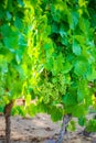 Young gamay grapes of Beaujolais with morning lights Royalty Free Stock Photo