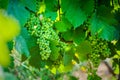 Young gamay grapes of Beaujolais with morning lights Royalty Free Stock Photo