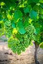 Young gamay grapes of Beaujolais with morning lights Royalty Free Stock Photo