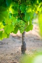 Young gamay grapes of Beaujolais with morning lights Royalty Free Stock Photo