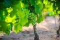 Young gamay grapes of Beaujolais with morning lights Royalty Free Stock Photo