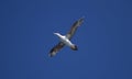 young gannet bird Royalty Free Stock Photo