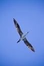 young gannet bird Royalty Free Stock Photo