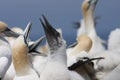 Young gannet chick at Cape Kidnappers Royalty Free Stock Photo