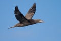 Young gannet flying above the sea Royalty Free Stock Photo