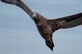 Young gannet flying above the sea Royalty Free Stock Photo