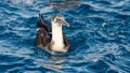 Young gannet on Mediterranean sea Royalty Free Stock Photo