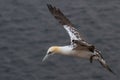 Young Gannet Royalty Free Stock Photo