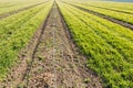 A young garden with a drip irrigation system, small trees, fruit or nut garden plants Royalty Free Stock Photo