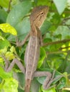 Young garden fence chameleon sitting on the hedge