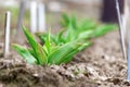 Young garden green Tulips leaves in spring, green Tulip leaves close-up