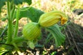 The young garden is growing zucchini and a yellow flower.