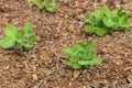 Young garden pea plants growing in organic garden Royalty Free Stock Photo