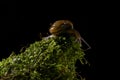 A young garden snail moving over moss.