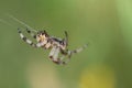 A young garden spider Araneus hanging on a thin thread against a green background. The spider is spinning its web. The thread is Royalty Free Stock Photo