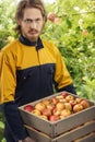 Young gardener with apples