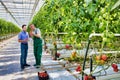 Senior farmer showing tomato to male supervisor in greenhouse