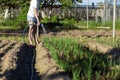 A young gardener girl takes care of the vegetable garden. Evening watering of the beds