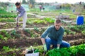 Young gardener harvesting green lettuce at smallholding