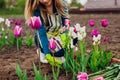 Young gardener picks pink tulips flowers in spring garden. Woman puts blooms in basket. Multi-headed Candy club