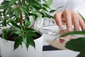 Young gardener pouring green ficus plant with fresh water Royalty Free Stock Photo