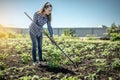 Young gardener woman is weeding weeds on a potato plantation with a hoe