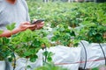 Young gardeners work with mobile phones in strawberry orchards.