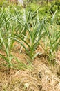Young garlic in a bed mulched with hay, a permaculture method of growing plants Royalty Free Stock Photo
