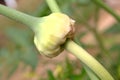 Young garlic bulbil Royalty Free Stock Photo