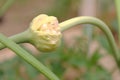 Young garlic bulbil Royalty Free Stock Photo