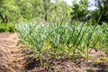 Young garlic on the garden beds Royalty Free Stock Photo