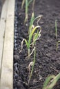 Young garlic plants in a row growing in a wooden raised bed Royalty Free Stock Photo